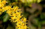 Goldenrod